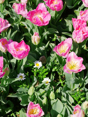 Beautiful natural pink tulips with green leaves on the lawn