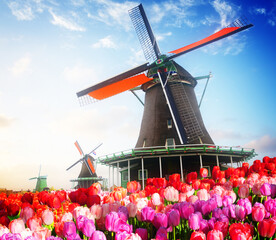dutch windmill over colorful tulips field, Netherlands