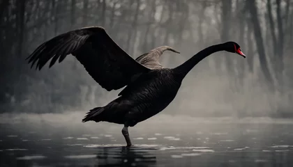 Deurstickers black swan © atonp