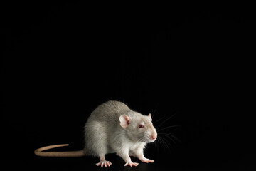 Gray rat isolated on a black background. Close-up portrait of a pest. Photo for cutting and writing