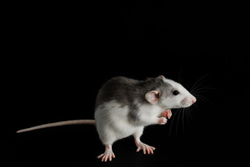 Colored rat isolated on a black background. The rodent stands on its hind legs. Close-up portrait of a pest. Photo for cutting and writing