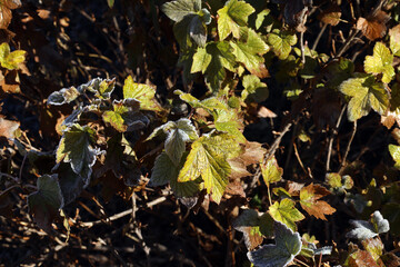 leaves on a currant bush in late autumn covered with frost are illuminated by the evening sun
