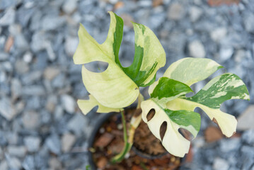 Raphidophora tetrasperma variegated in the pot   