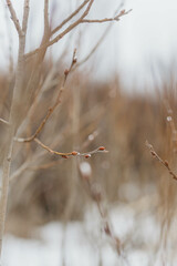 Obraz premium Spring nature in the village. Early spring.