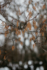 Spring nature in the village. Early spring.