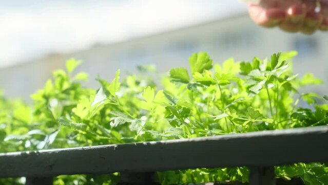 Parsley plant growing in a plant pot on a balcony, stock footage video 4k