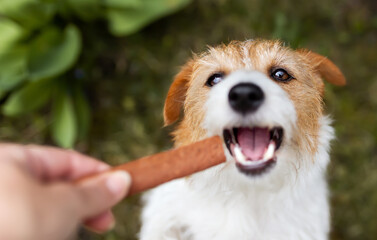 Hand giving snack treat to a healthy dog. Teeth cleaning, pet dental care background. Funny puppy face.