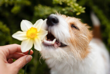 Happy cute smiling dog face smelling, eating easter flower in spring - 753056843
