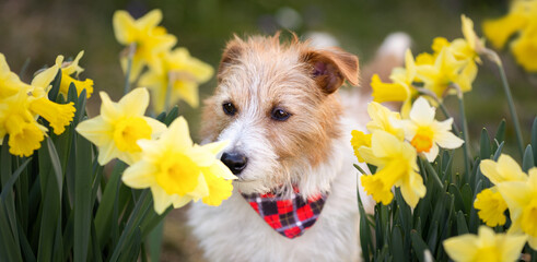 Happy cute smelling dog face in the daffodil flowers in spring. Easter banner. - 753056853