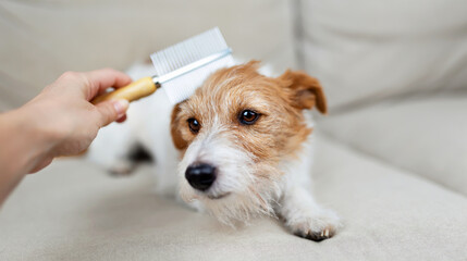 Owner's hand brushing, combing her shedding fluffy dog's hair. Pet care and grooming. Molt season. - 753056894
