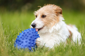 Playful happy active dog puppy as chewing, biting a toy in the grass in spring - 753056895