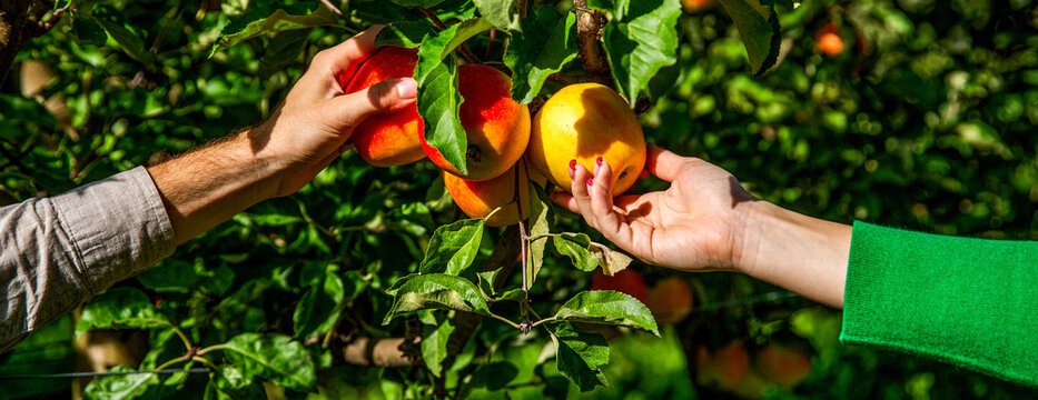 Female hand holds red ripe apples. Concept of harvesting, gardening and agriculture. Apple orchard, harvest time. Man and woman hand pick apple. Man giving girl apples from hands to hands in garden