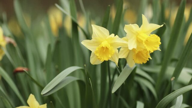 Yellow blooming easter daffodil flowers, spring forward, springtime floral background