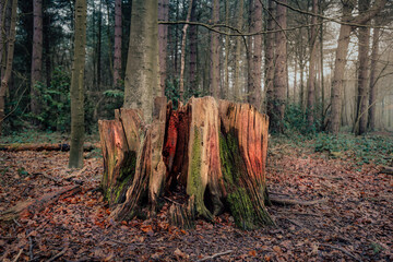Colourful tree stump