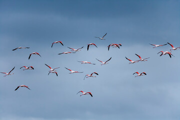flamingos in flight
