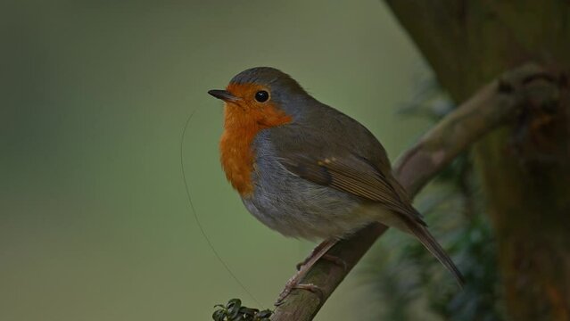 European robin (Erithacus rubecula) known simply as the robin or robin redbreast small songbird sitting on a branch in a forest during springtime.