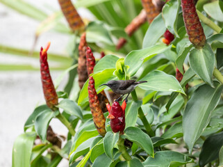 gray sunbird on tropical flowers in natural conditions in the Seychelles