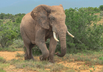 Elefant in der Wildnis und Savannenlandschaft von Afrika