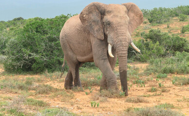 Elefant in der Wildnis und Savannenlandschaft von Afrika