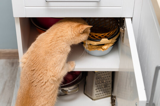 red cat climbs into the kitchen cabinet