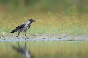Walking on the riverside, the hooded crow (Corvus cornix)