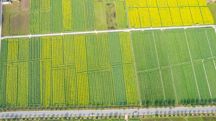 Aerial photography of rapeseed fields in spring