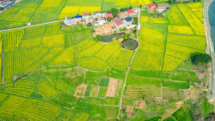 Fototapeta premium Aerial photography of rural rapeseed fields in Chuanwan Town, Liling City, Hunan Province
