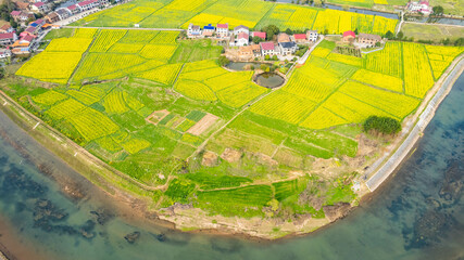 Aerial photography of rural rapeseed fields in Chuanwan Town, Liling City, Hunan Province