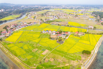 Aerial photography of rural rapeseed fields in Chuanwan Town, Liling City, Hunan Province