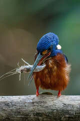 A blue-eared kingfisher alcedo meninting looks up in a perched pose enjoying the sunny day while looking for food