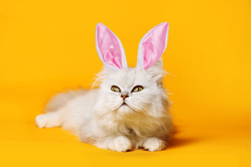 Happy Easter. Funny white cute kitten with bunny ears. Lovely fluffy cat on bright trendy orange...