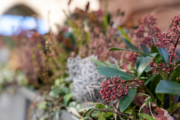 A close up of a bush with many flowers and leaves