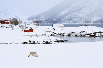 Renna libera nella neve mangia. Isola di Hinnoya, Troms, Norvegia