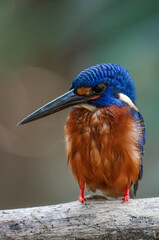 A blue-eared kingfisher alcedo meninting looks up in a perched pose enjoying the sunny day while looking for food
