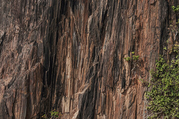 roots in the forest texture background