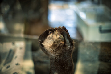 カワウソの祈り