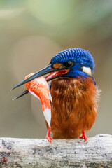 A blue-eared kingfisher alcedo meninting looks up in a perched pose enjoying the sunny day while looking for food