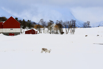 Renna libera nella neve mangia. Isola di Hinnoya, Troms, Norvegia - obrazy, fototapety, plakaty