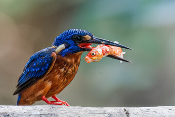A blue-eared kingfisher alcedo meninting looks up in a perched pose enjoying the sunny day while looking for food