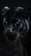 Poster a black panther close-up portrait looking direct in camera with low-light, black backdrop. Portrait of a black panther looking as predator. Black Jaguar. Black leopard. Melanistic Feline © PAOLO