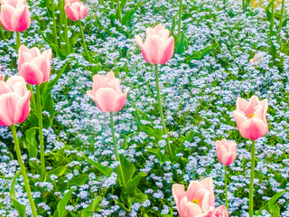 pink tulips growing in the meadow - 753068437
