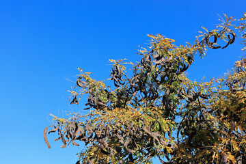 Crown of Honey locust tree also known as Gleditsia triacanthos in Autumn