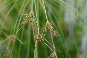 Papyrus sedge flowers