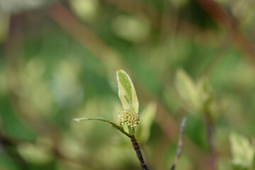 Fototapeta premium Silver and Gold Red-osier Dogwood flower buds