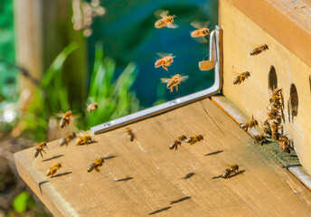 Bienen an Bienenstock