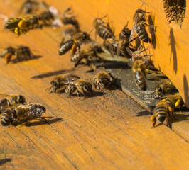 Bienengewimmel an Bienenstock