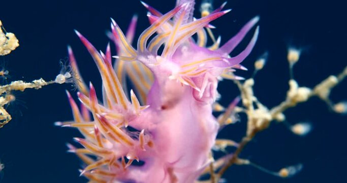 nudibranch underwater nudi close up flabellina sea slug ocean scenery