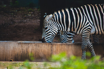 Young zebras enjoying meal, zebra in the zoo, stock photo.