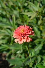 Red colored zinnia flower