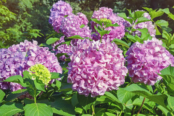 Pink flowers of hydrangea ( Hydrangea macrophylla ) in garden on sunny summer day